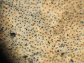 tecido_epitelial_pavimentoso1.jpg