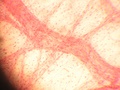 tecido_muscular_liso1.jpg