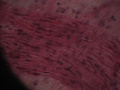 tecido_muscular_liso2.jpg